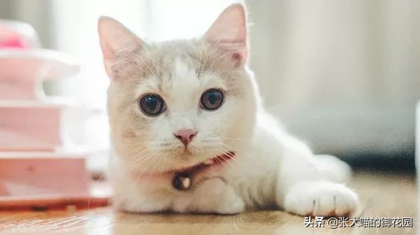 自动猫砂盆把猫卡死,自动猫砂盆把猫夹死了