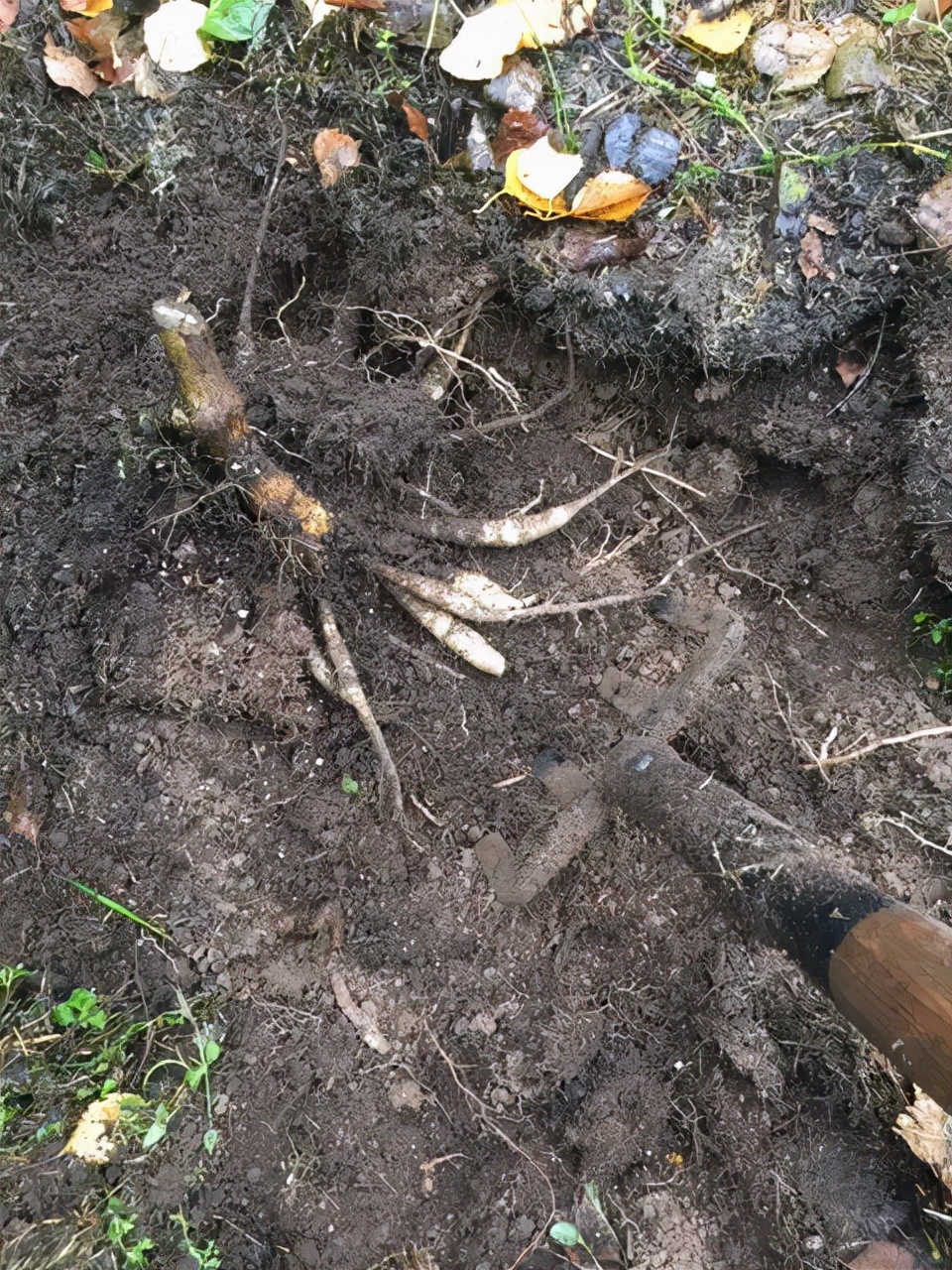 大丽花秋天要起球吗,大丽花怎样越长越好