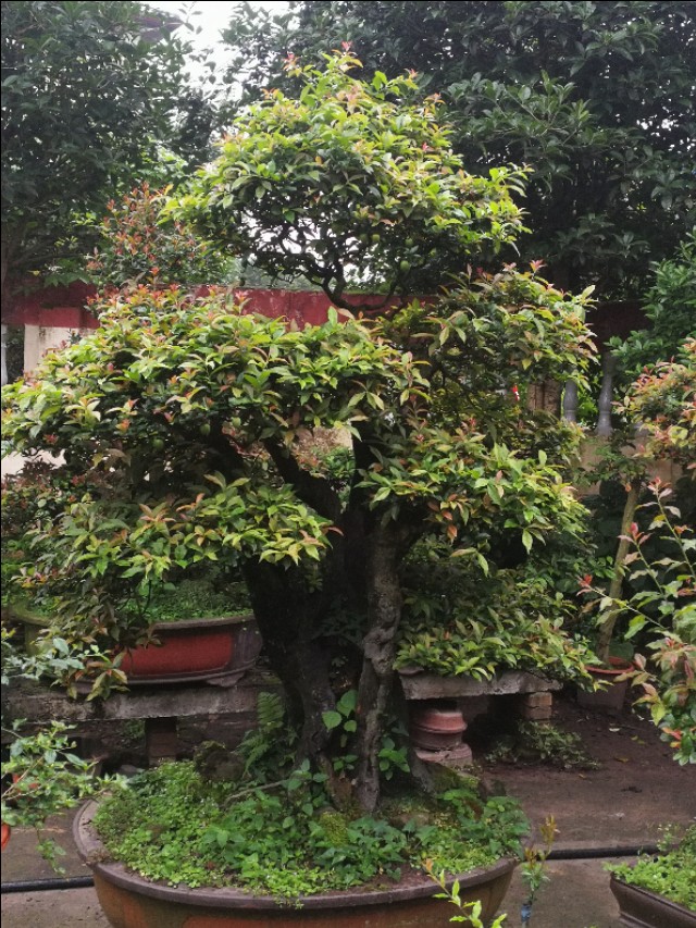 金弹子开花是母桩还是公桩,金弹子原生母桩开的花是什么样子