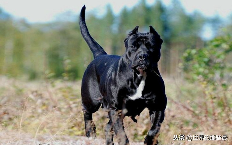 可以轻松击败大型猛兽的猛犬,能打过猛兽的猛犬