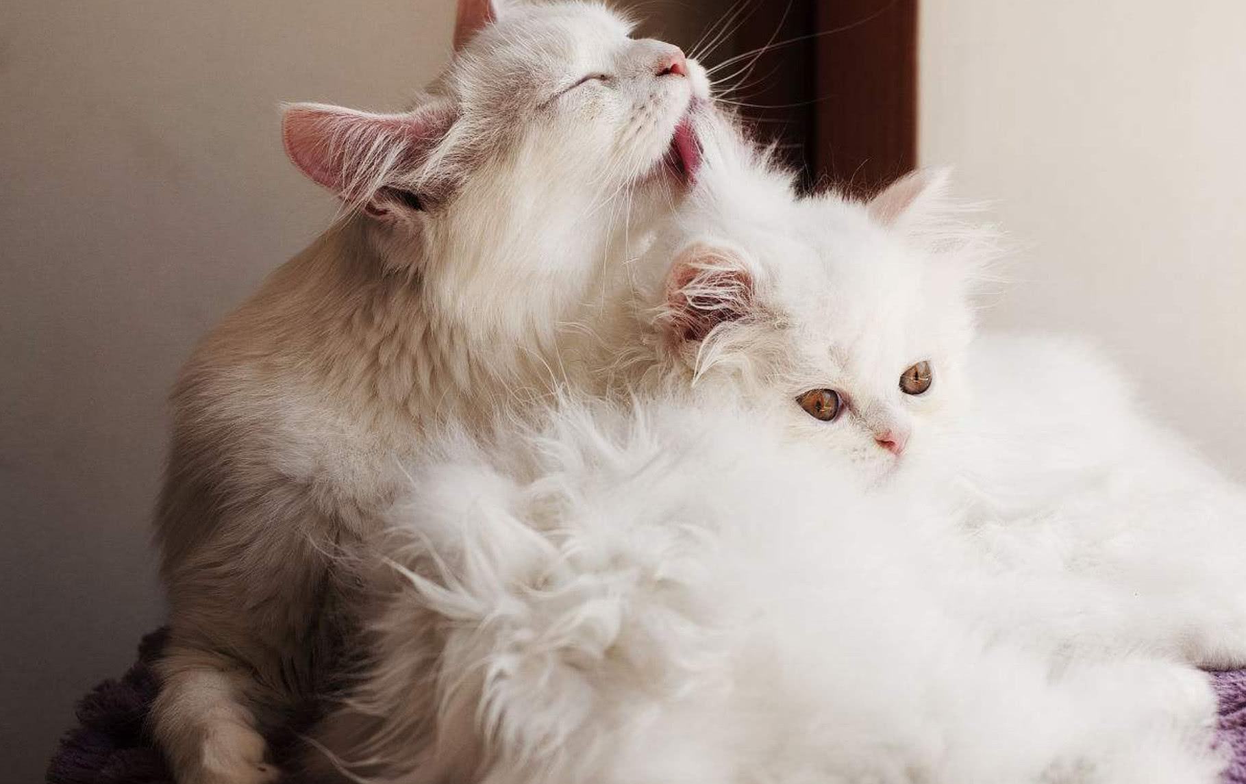 猫咪来月经冷知识,猫咪的冷知识是什么意思