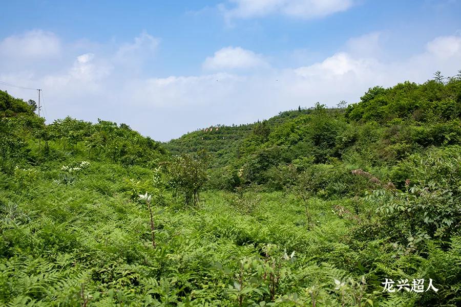 安徽道地药材天麻,天麻的道地药材