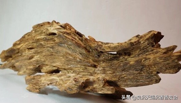 文莱天然野沉香知识,文莱沉香为什么不值钱