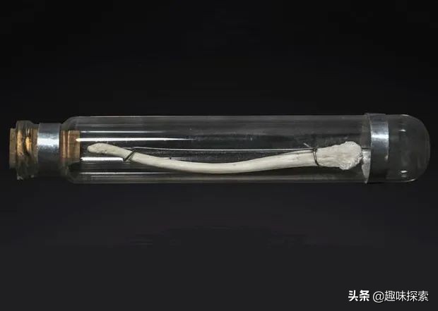 人类*亲近**存在阴茎骨,为何人类却褪去了,祖先经历了什么?