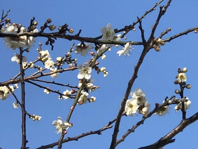 广州花城早茶会,花城早茶