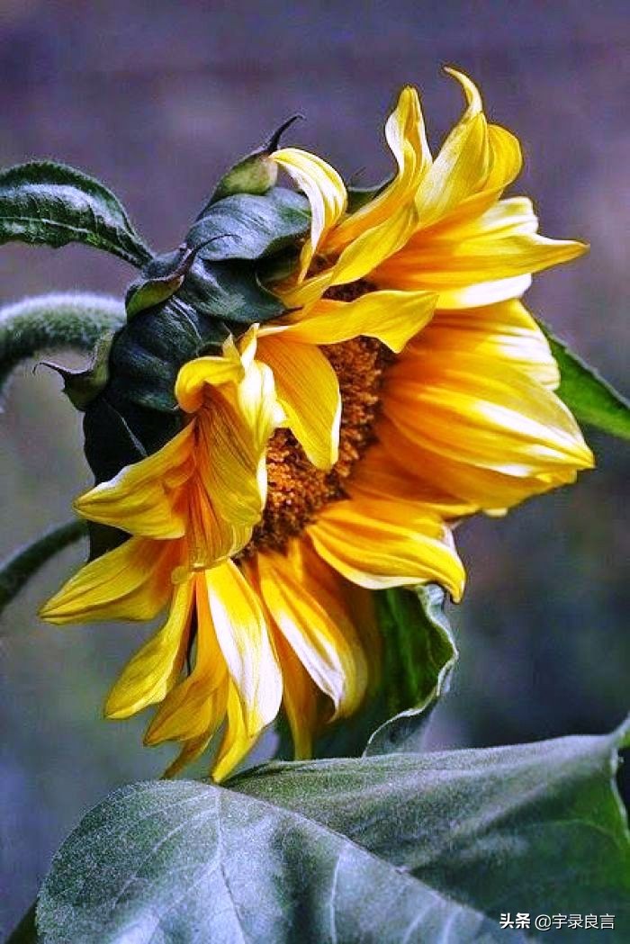 适合成年人黑色的幽默段子,最新的黑色幽默的段子