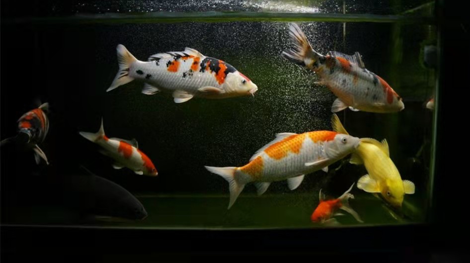 鱼缸水面有小气泡是缺氧,鱼缸水面很多气泡藻