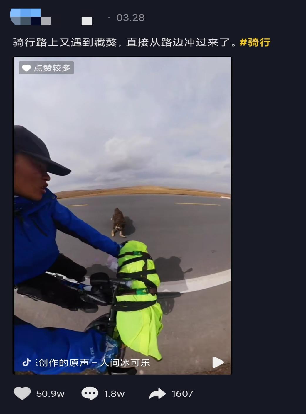 藏獒破灭高原上万流浪狗成灾,藏獒泡沫往事从东方神犬到流浪狗