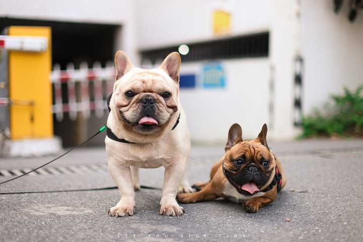 最聪明的十大狗狗品种介绍,史上最全的狗狗品种记得收藏