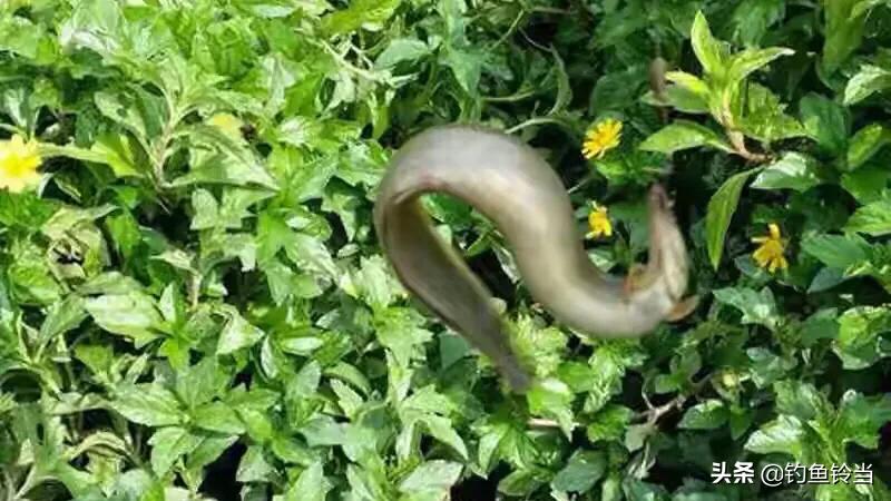 又到了最适合垂钓的季节,又到秋季了如何钓鱼