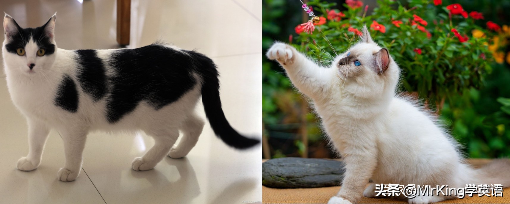 inaschool和ataschool区别,inauniversity和atauniversity区别