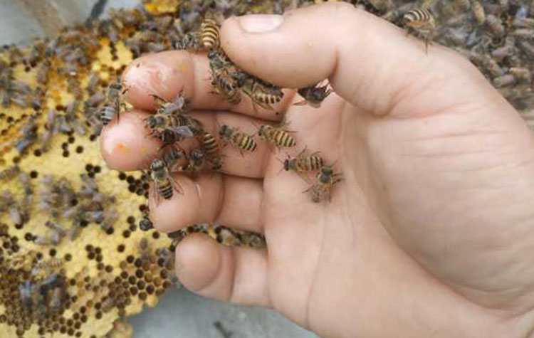 怎样鉴定蜂蜜的真假最简单的方法,如何将蜂蜜放到冰箱鉴别蜂蜜真假