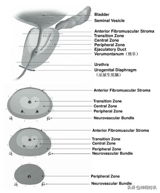 肾脏输尿管膀胱前列腺结构,肾输尿管膀胱解剖示意图