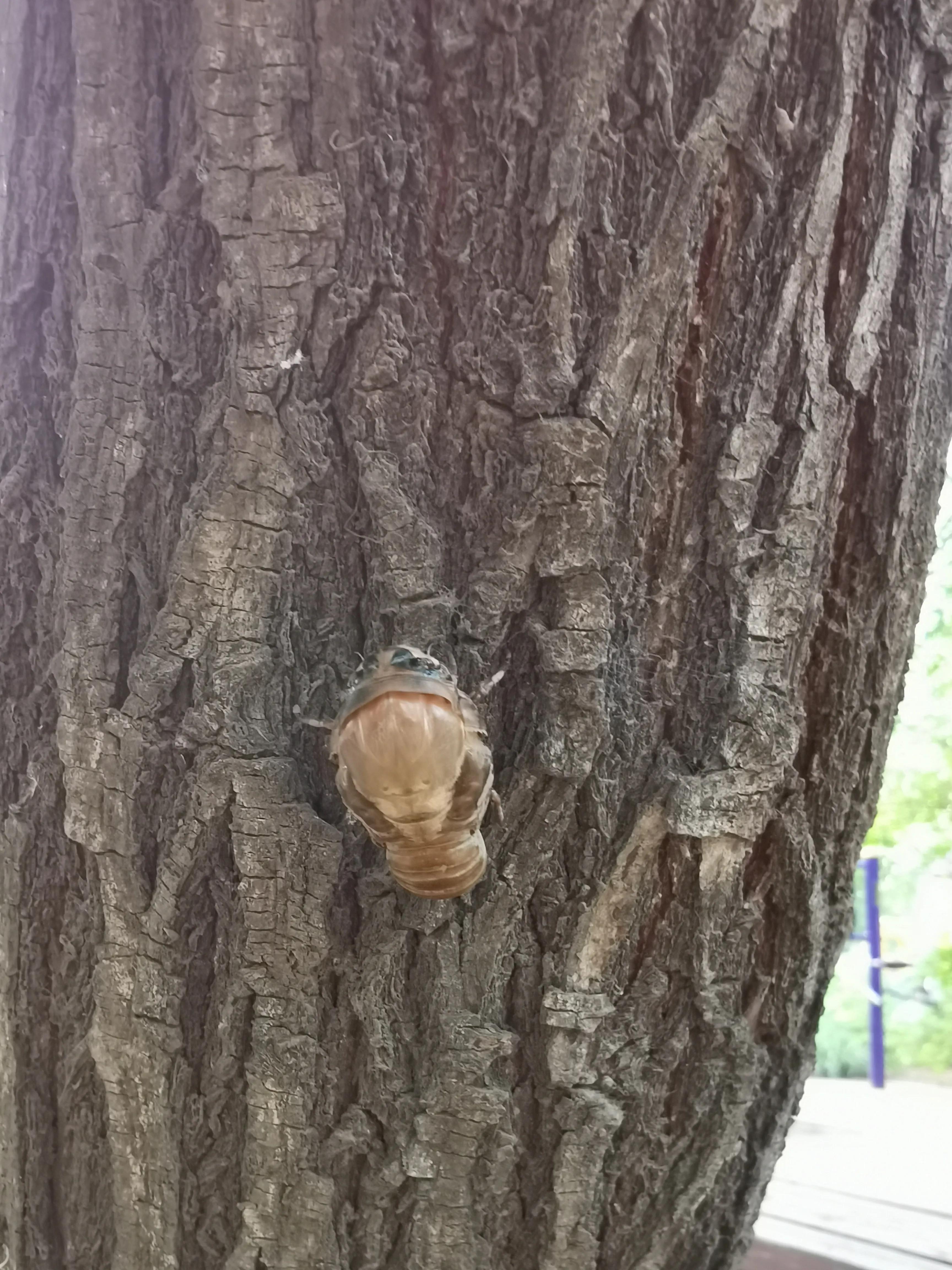 七月来了，天津小区知了钻出地面，曾经枯死的石榴树竟有发芽的