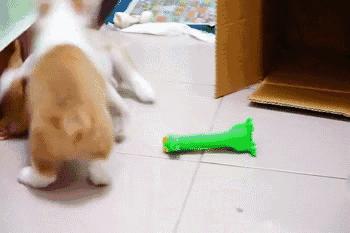 柯基幼犬第一天到家注意什么,饲养柯基6大禁忌你做过几个