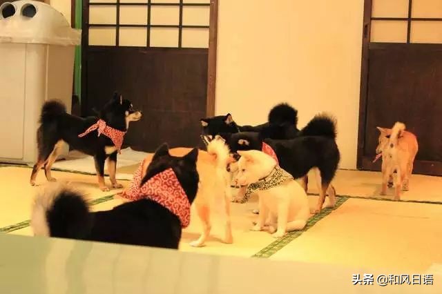 日本迷你猪咖啡厅,日本街头超有人气的猫头鹰咖啡厅