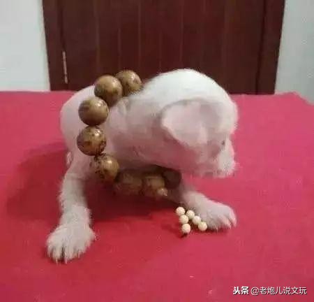 冬天了宠物这一身长毛千万别浪费，手串盘起来！