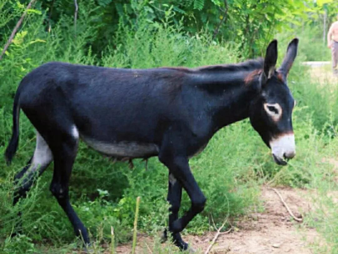 驴和骡子有生殖隔离吗,马和驴有生殖隔离吗