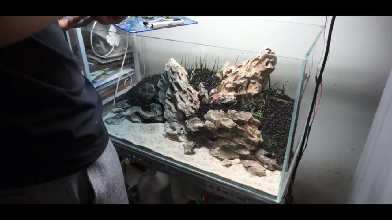 草缸皇冠水草造景,假山草缸水草造景