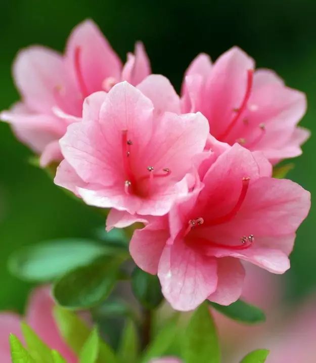 中国十大名花惊艳千年,中国十大名花美极了