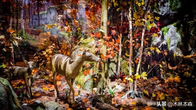 加拿大多伦多生活日记,加拿大多伦多留学生活纪实