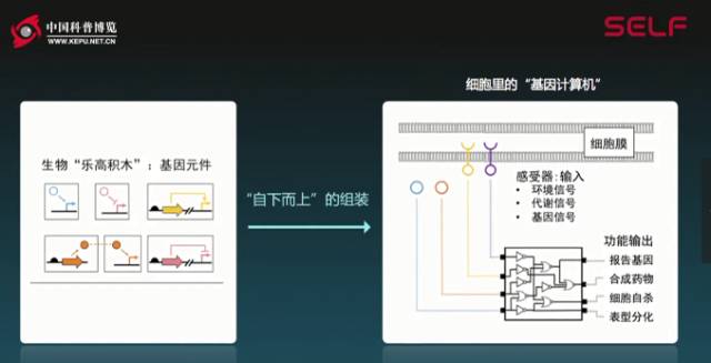 塑料降解微生物的发展,塑料可以被微生物降解吗