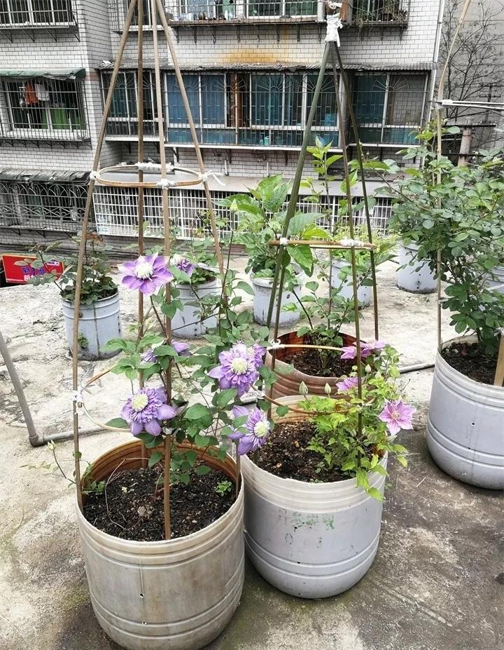 刚到家的花很好没多久就黄叶,买回来的花很快就蔫的原因