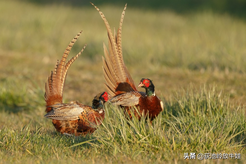 农村山鸡养殖项目,养殖山鸡创业视频