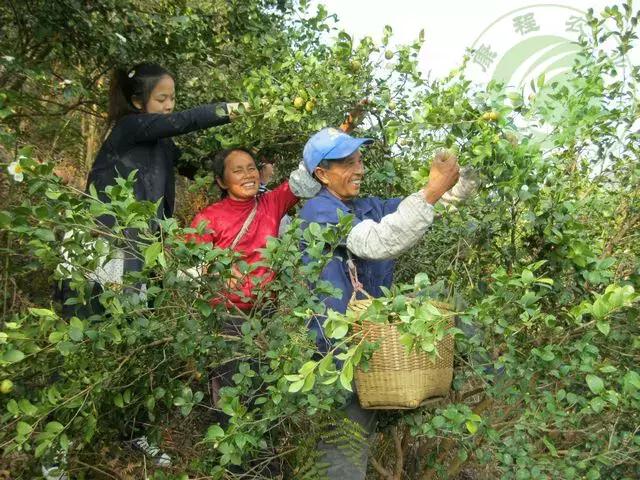 “茶油煮饭，锅底刮烂”！罗定的你试过了吗？