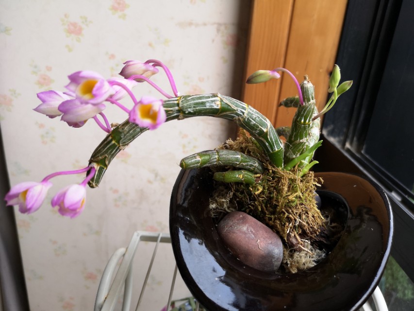 石斛适合室内还是室外,石斛的养护方法