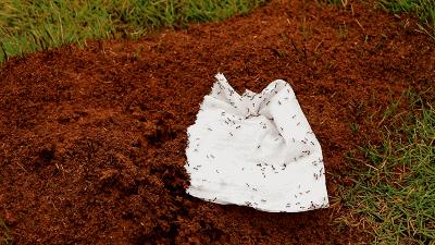 广西红火蚁咬伤事件,红火蚁入侵防城港市