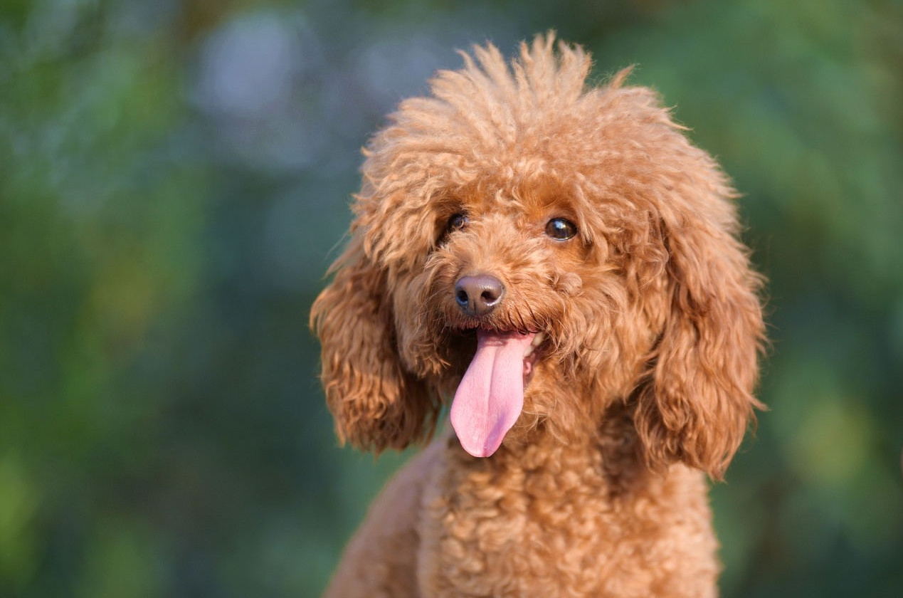 纯种泰迪与不纯泰迪图片对比,灰泰迪怎么看纯不纯图片对比