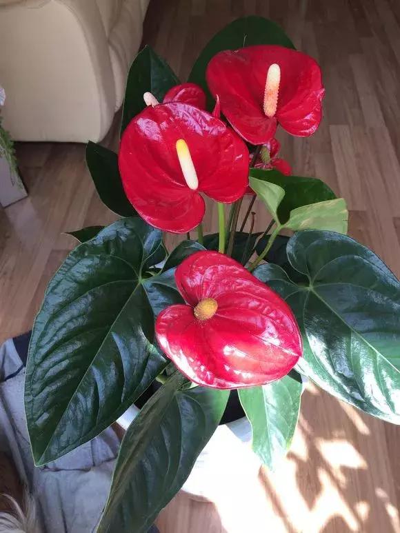 红掌枯萎还会长新叶吗,红掌黄叶腐烂枯萎怎么补救