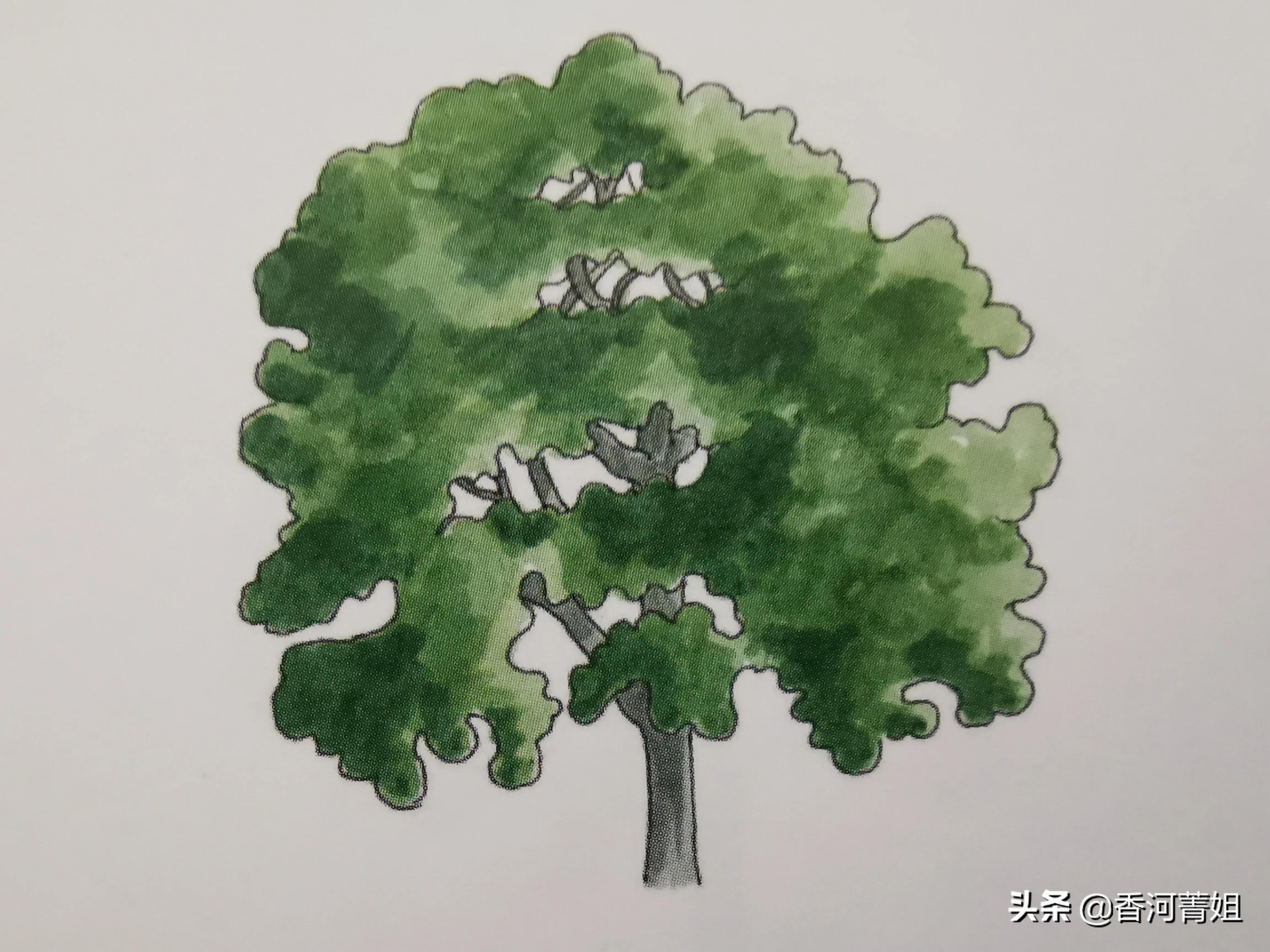 美国红橡木皮,美国红橡木价格