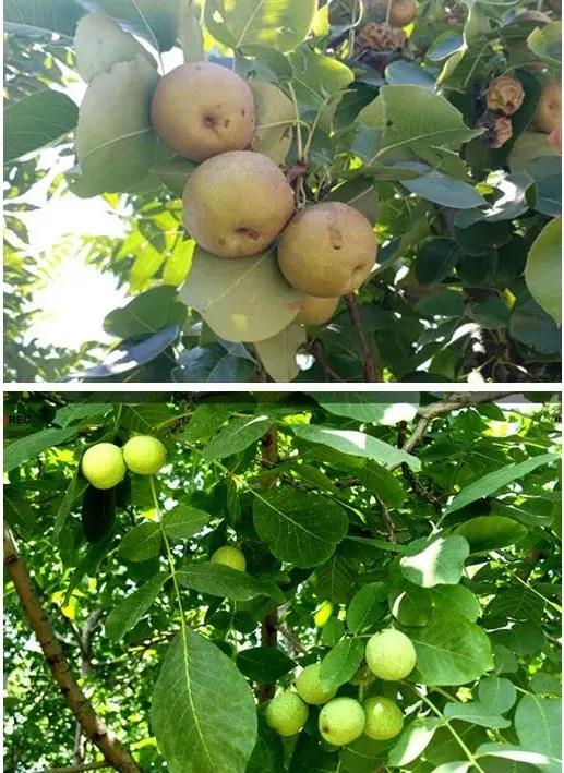 唐山特色旅游区,唐山榛子镇美丽乡村