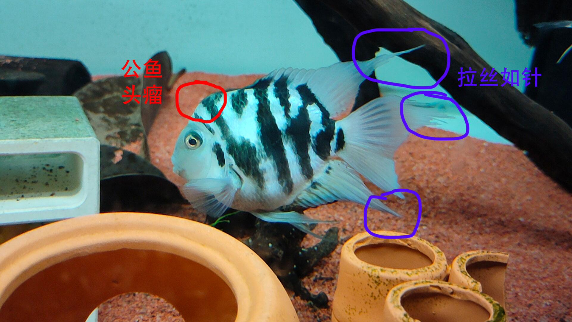 2至3厘米的迷你鹦鹉鱼怎么分公母,迷你鹦鹉鱼公母打架怎么繁殖