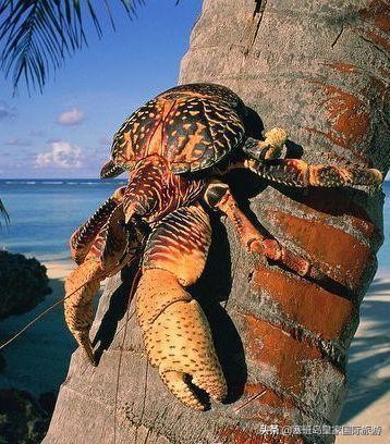 塞班岛旅游美食攻略大全,塞班岛有什么好吃的