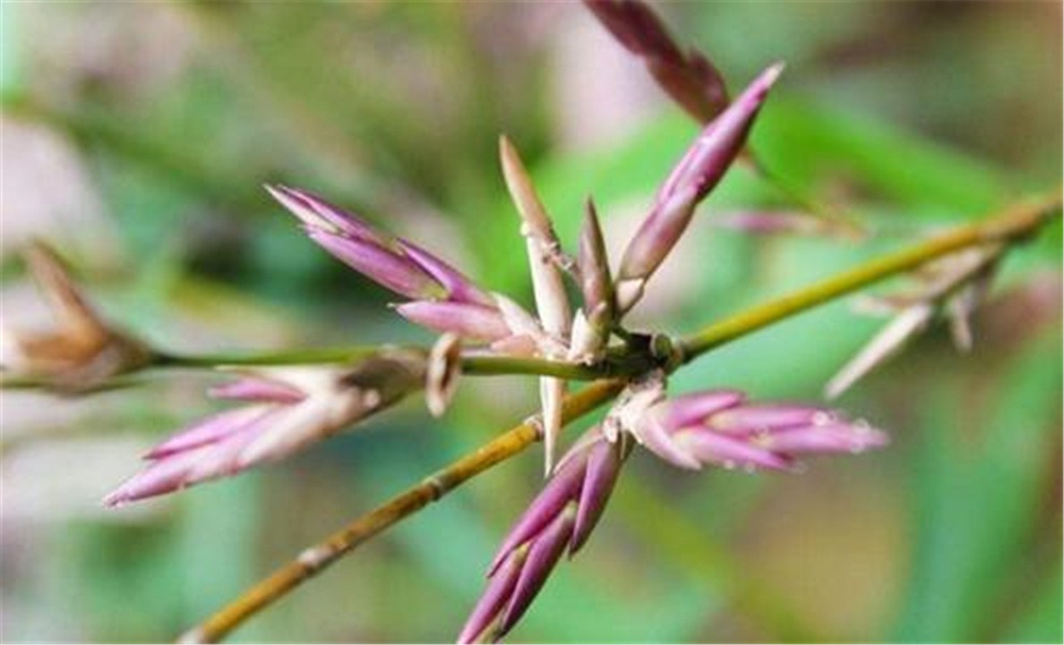 竹子开花立马搬家有这个说法吗,竹子开花马上搬家的说法