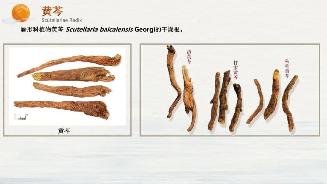 常见中药饮片假劣鉴别,中药饮片真伪鉴别