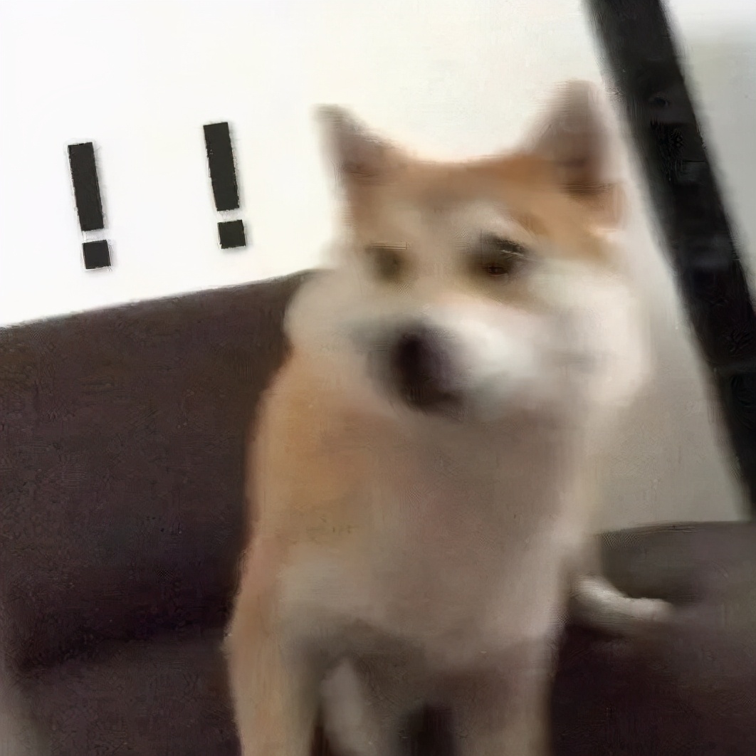 给狗绝育很残忍?不绝育才是残忍