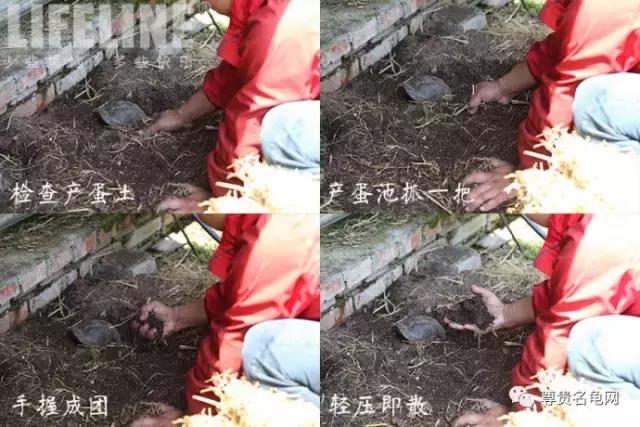 黄缘孵化过程照蛋图,黄缘闭壳龟摸蛋技巧