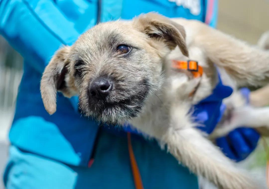 狗狗投毒事件,狗狗被投毒怎么急救