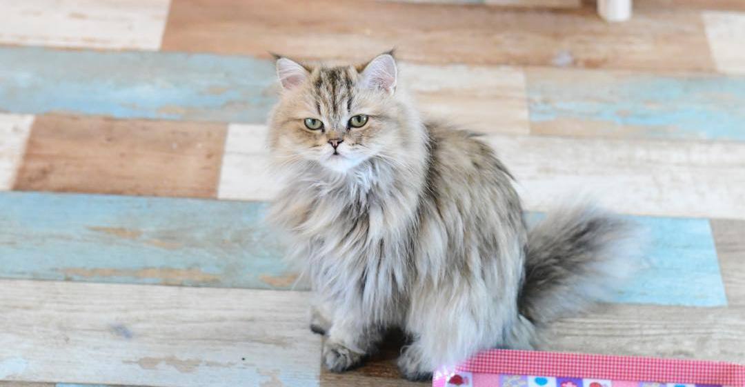 猫咪孢子虫病属于什么,猫隐孢子虫