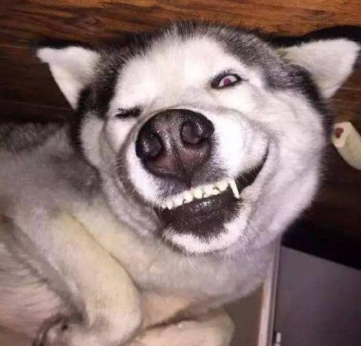 养哈士奇的好处,养哈士奇有什么好处