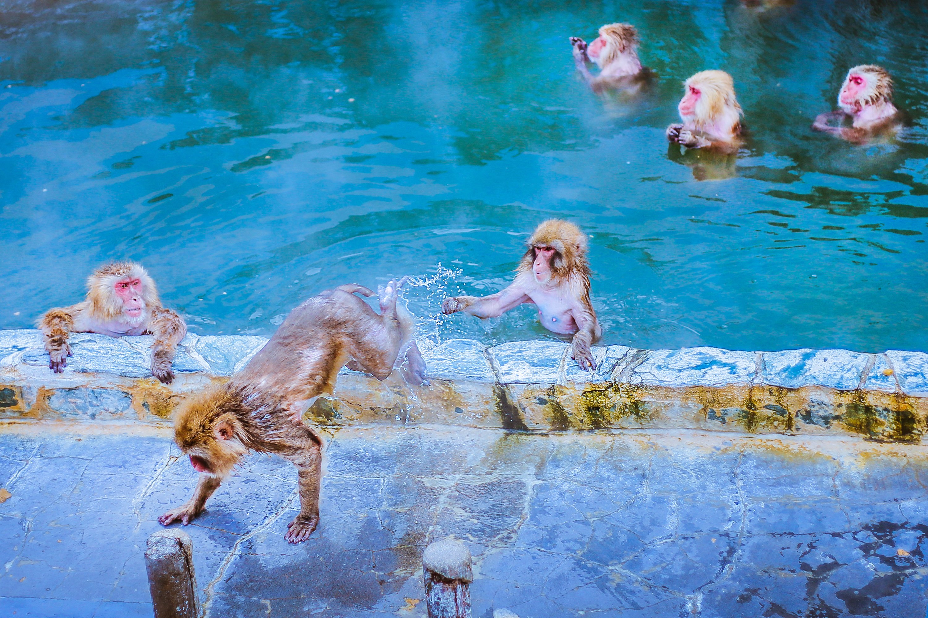 这群猴子拥有龙命，工作就是泡温泉，游客：命还不如一只猴子好