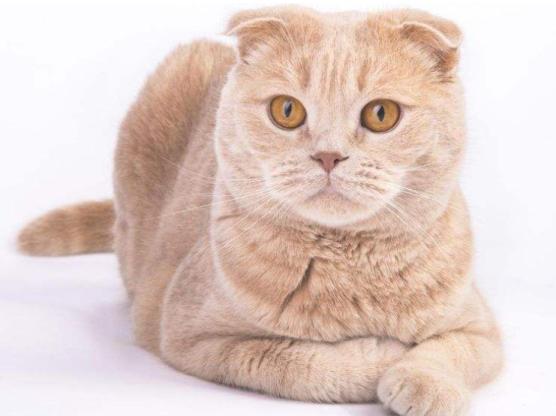 最近很火的猫咪折耳猫,有着天使的面孔的猫