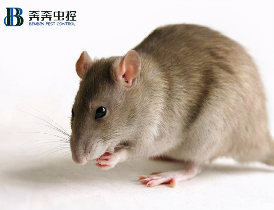 家里什么方法灭鼠效果最好,家里有老鼠找灭鼠公司管用吗