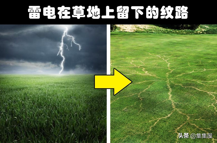 地球上非常罕见的动物现象,地球上十大罕见自然现象