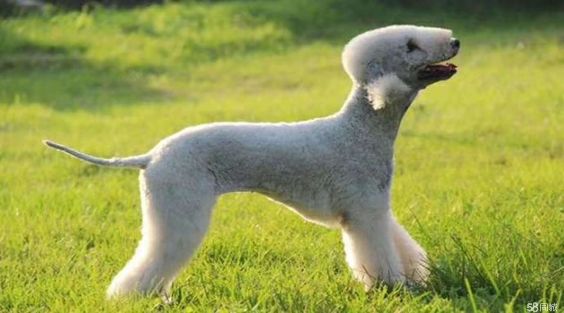 狗狗品种大全及介绍了解一下,狗狗品种怎么挑选最好看