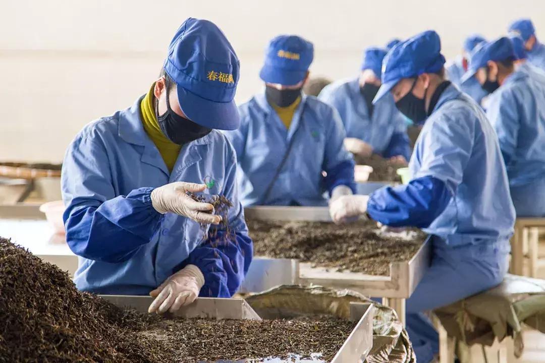 双陈普洱上市了吗,双陈普洱中期茶